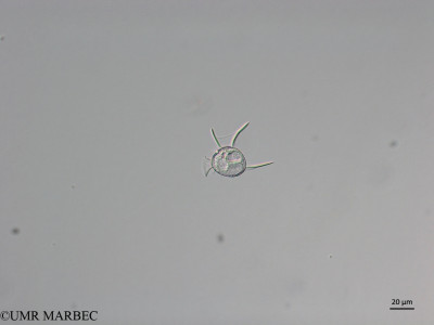 phyto/Brazilian_Nordeste/Seamounts_station60/ABRACOS2 April 2017/Dinophysis schuettii (Snap-695)(copy)_thumb.jpg